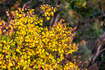 Closeup of colorful yellow leaves foliage on american aspen tree in Colorado rocky mountains autumn fall forest in background