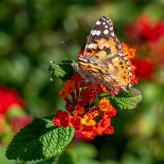 Photo macro d'un papillon posé dur des fleurs avec de jolies couleurs de la nature  