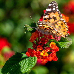 Photo macro d'un papillon posé dur des fleurs avec de jolies couleurs de la nature  