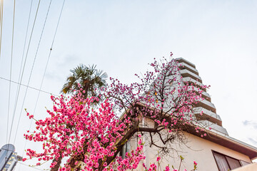 Traditional Japanese house in Shinjuku area of tokyo with looking up low angle wide angle view on pink flower blossom tree in April on cloudy day