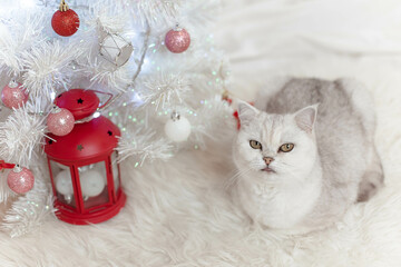 Portrait of an adorable white British cat in front of a Christmas tree