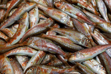 Fototapeta premium Background texture of fresh healthy whole raw sardines or pilchards in close up in a full frame view