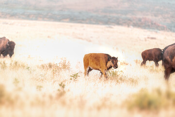One young bison calf in grasslands prairie near Great Salt Lake, Utah at Antelope island park