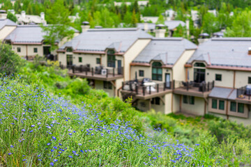 Blue forget-me-not wildflowers flowers or scorpion grasses on village loop hiking trail in Beaver Creek resort of Vail near Avon, Colorado in summer by homes houses condo buildings with deck patios - obrazy, fototapety, plakaty