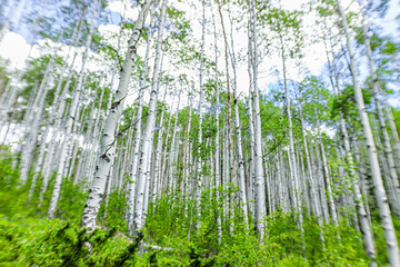 Aspen glade hiking trail in Beaver Creek ski resort, Colorado near Avon in summer with white river national forest with lensbaby tilt and shift effect and looking up low angle view - obrazy, fototapety, plakaty