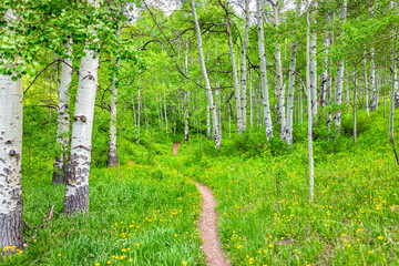 Aspen glade hiking trail in Beaver Creek ski resort, Colorado near Avon in summer at white river national forest footpath path by wildflowers dandelion - obrazy, fototapety, plakaty