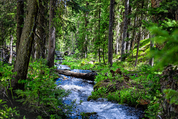 Royal Elk to Beaver lake hiking trail in Beaver Creek ski resort near Avon, Colorado with water creek small river spring in summer at White river national forest - obrazy, fototapety, plakaty
