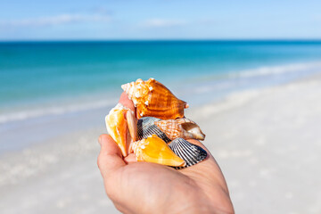 Macro closeup of collection of banded tulip seashell, fighting horse conch shells of Barefoot beach...