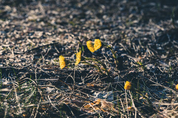 Coltsfoot (Tussilago farfara) in blossom