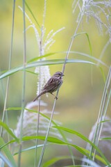 Vertical closeup of a sparrow perching on a plant