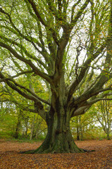 Fototapeta na wymiar Autumnal Treess In The Clent Hills In The West Midlands