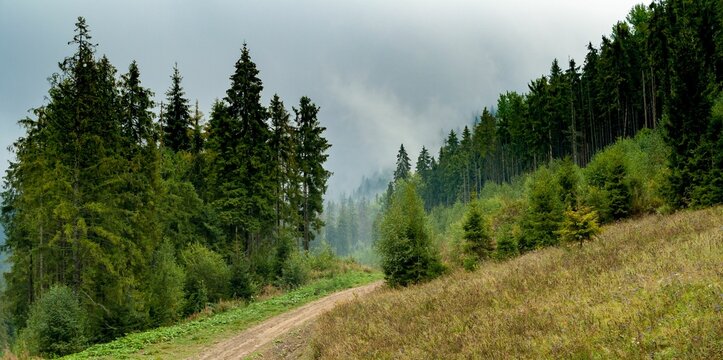 Green landscape with a path between fir trees under cloudy ksy
