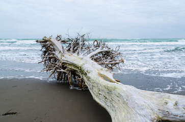 Un grosso tronco di un albero portato a riva dalla marea sulla spiaggia di Pellestrina, isola della laguna di Venezia, in una giornata invernale