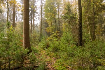 Beautiful forest with trees in Switzerland in the fall on a sunny day