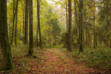 Beautiful forest with trees in Switzerland in the fall on a sunny day