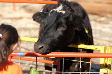 Cows being hand fed in their pens at the farm fair exhibition