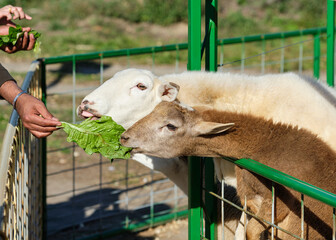 Sheep being hand fed in their pens at the farm fair exhibition