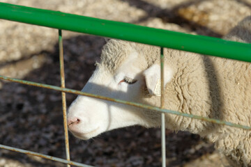 Obraz premium Sheep being hand fed in their pens at the farm fair exhibition