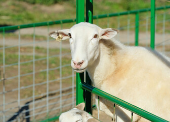 Sheep being hand fed in their pens at the farm fair exhibition