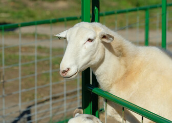 Sheep being hand fed in their pens at the farm fair exhibition