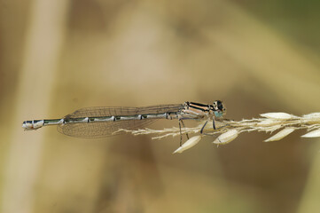Closeup on a Common bluet damselfly, Enallagma cyathigerum, perched in the vegetation