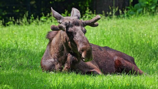 The moose or elk, Alces alces is the largest extant species in the deer family. Moose are distinguished by the broad, flat, or palmate antlers of the males.
