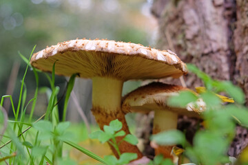 Shaggy Scalycap mushroom growing at the base of a tree.
