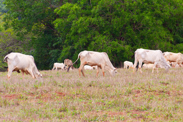 Obraz premium Um pequeno rebanho de gado, um pouco magro e sujo de terra, no pasto comendo capim, com árvores desfocadas ao fundo.