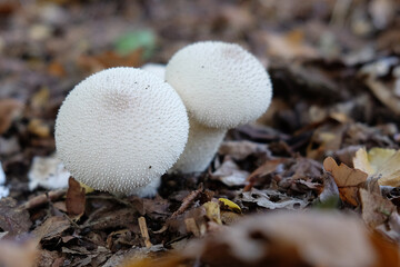 Common Puffball mushrooms growing in leaf litter