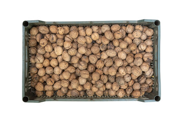 Raw walnuts on the stock in plastic box, isolated on white background.