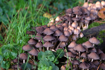 Glistening Inkcap mushrooms growing on dead wood.