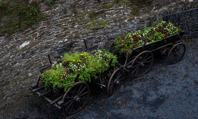 Two old horse drawn wagon carts full of flowers sitting isolated near a stone wall.