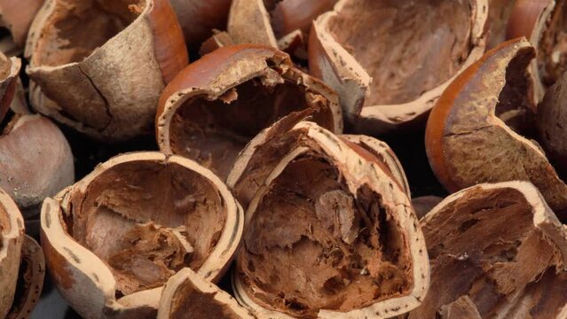 Hazelnut shell close up. Nuts shells