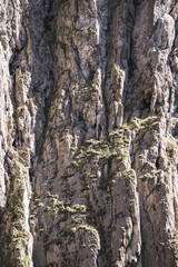 Textured sheer cliff with stone texture and grass in the mountains, sunny autumn day in the mountains