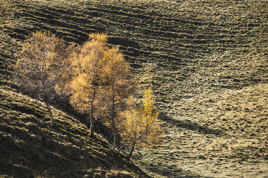 Trees with foliage yellowed in autumn grow alone on a mountain slope against the background of a hill with grass, an October sunny day in the mountains in the Caucasus