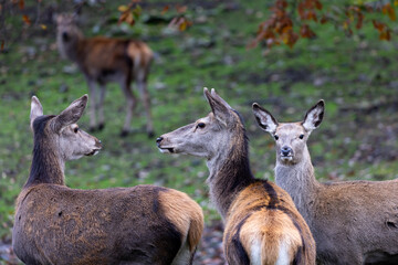 Three red deer standing in natural setting.
