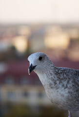 seagull in the city
