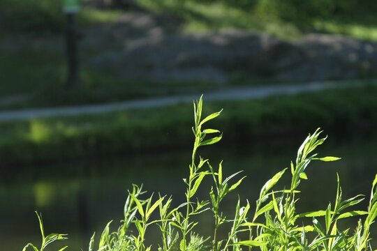 Shallow focus shot of Sandbar Willows plants with sunlight and blur background