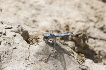 Closeup on the Southern Skimmer dragonfly, Orthetrum brunneum sitting on a stone