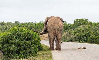 Elefant in der Wildnis und Savannenlandschaft von Afrika