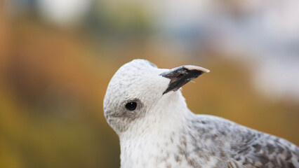 close up of a bird