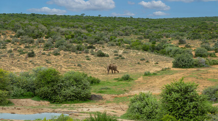 Elefant am Wasserloch in der Wildnis und Savannenlandschaft von Afrika