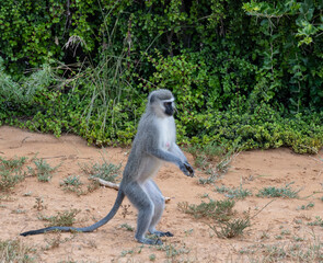 Grünmeerkatze in der Wildnis und Savannenlandschaft von Afrika