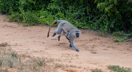 Grünmeerkatze in der Wildnis und Savannenlandschaft von Afrika