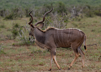 Großer Strepsiceros Kudu Bock in der Wildnis und Savannenlandschaft von Afrika
