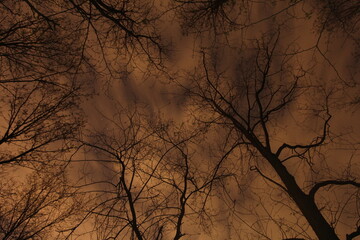 Trees with a sky background in the night