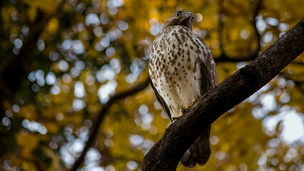 Hawk on a tree branch looks to the distance with fall foliage in background.