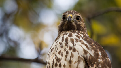 Mature Cooper's Hawk stares at camera in macro view.