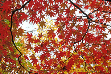 Bright red Japanese maple leaves during the autumn.