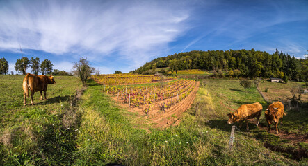Voutezac (Corrèze, France) - Vue panoramique du vignoble de Ceyrat en automne avec une cabane de...